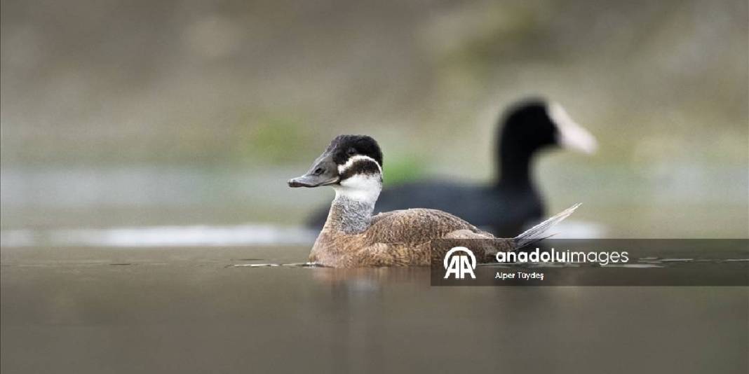 Nesli tükenmekteydi, Kocaeli’de görüntülendi! Rengiyle duruşuyla hayran bıraktı: Dikkuyruk ördekleri 4
